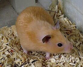 Сирийский хомяк