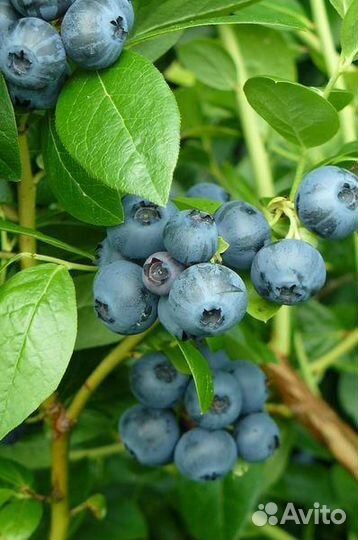 Голубика сортовая саженцы