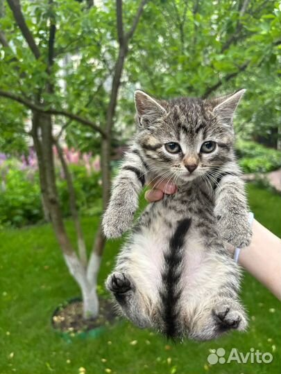 Отдам котенка в добрые руки