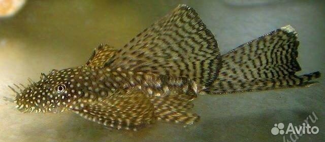 Продам анцитрусов вуалевых