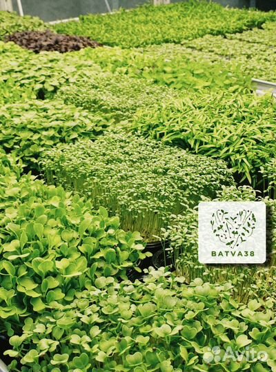 Микрозелень в ассортименте