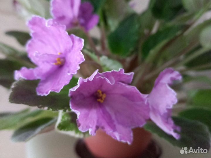 Фиалки трейлеры