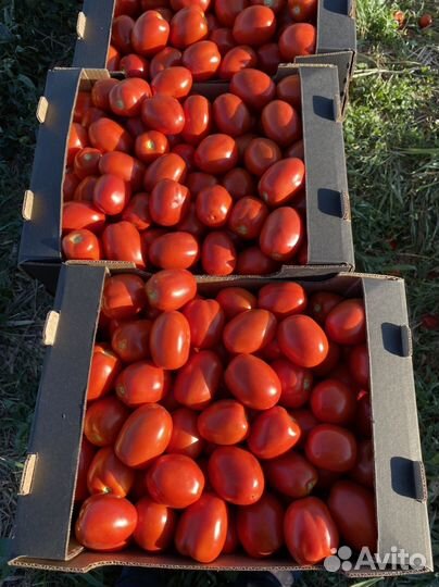 Помидоры