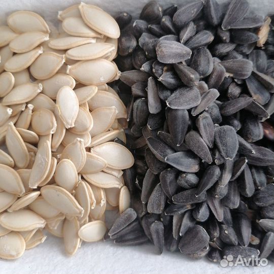 Семена подсолнечника, кабачка, тыквы, зелени