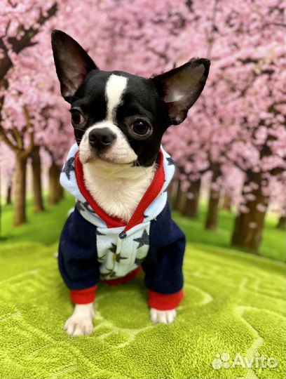 Чихуахуа мальчик гладкошёрстный