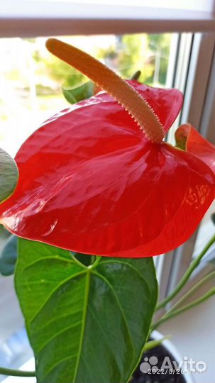 Антуриум (Мужское счастье)