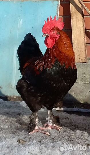 Петух Маран черно медный на племя