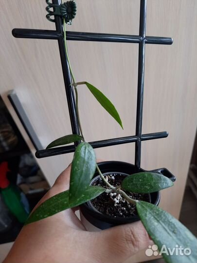 Хойя Hoya australis и другие 22.09