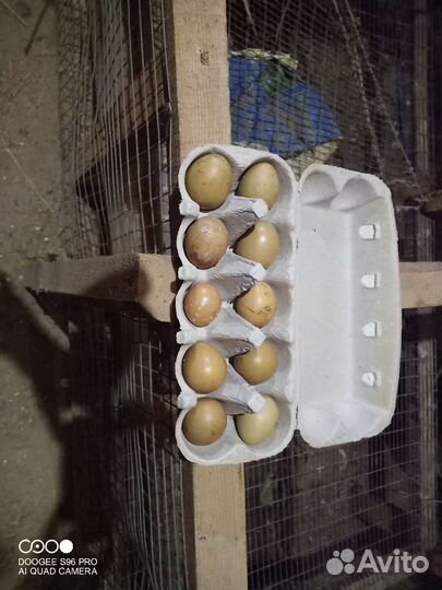 Столовое яйцо цесарки и охотничьего фазана