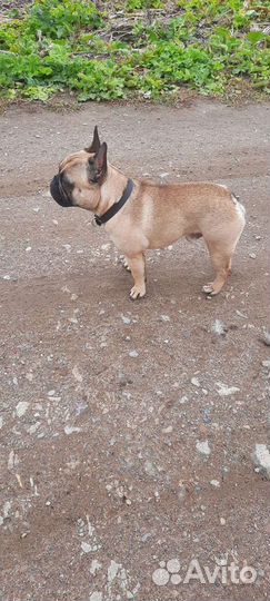 Собаки бесплатно