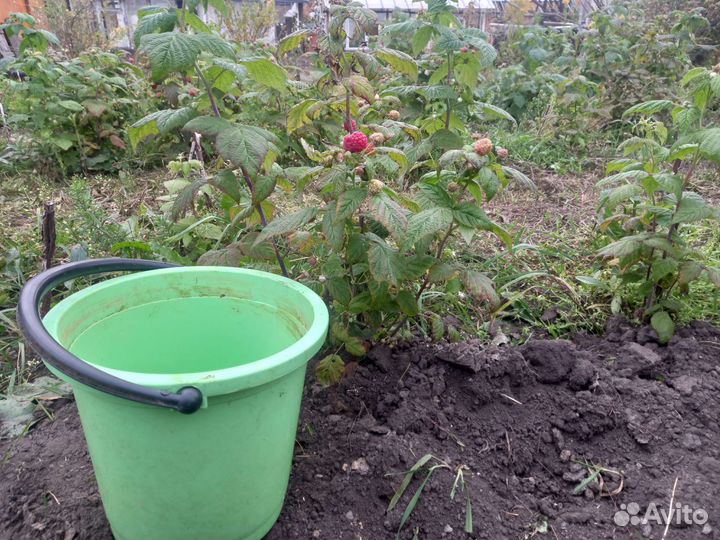 Саженцы малины растет деревом