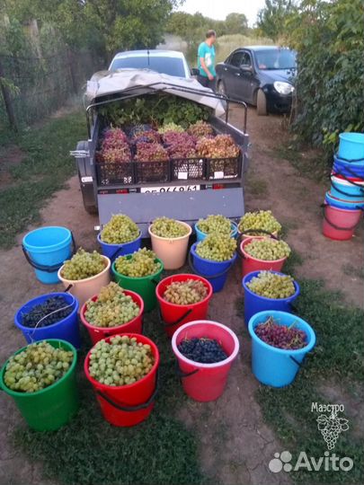 Виноград саженцы