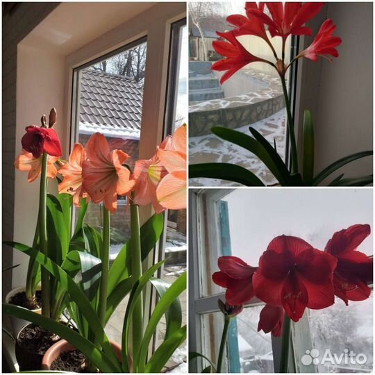 Гиппиаструм