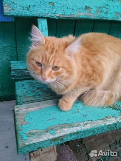 Кот-потеряшка