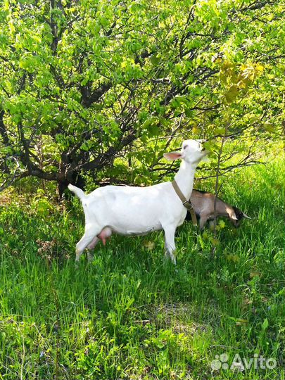 Продам козье молоко. Доставка бесплатно