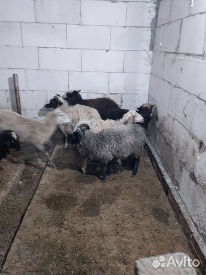 Ягнята оптом