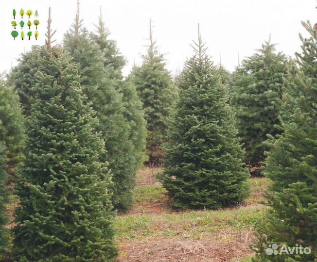 Саженцы ели