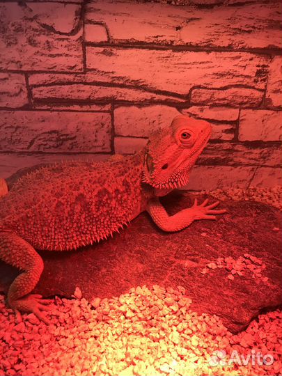 Колеса для грызунов