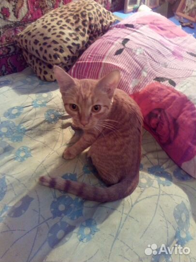 Котики и кошечки