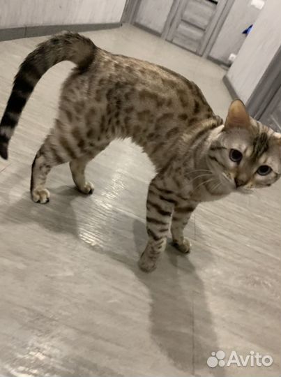 Вязка бенгальский кот