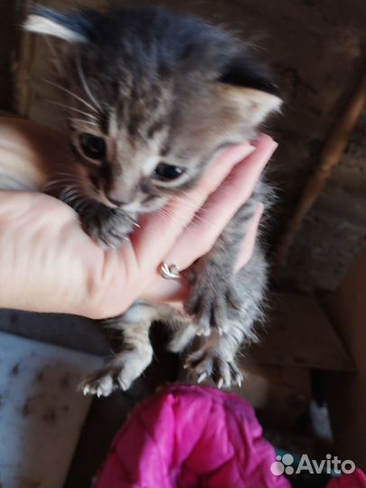 Котята в добрые руки бесплатно