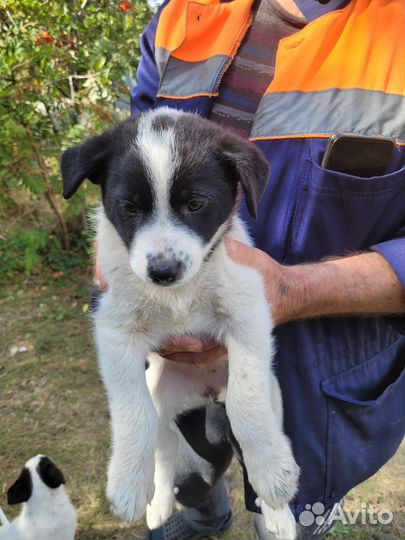 Дворовые щенки