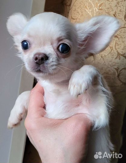 Чихуахуа беленькие щенки
