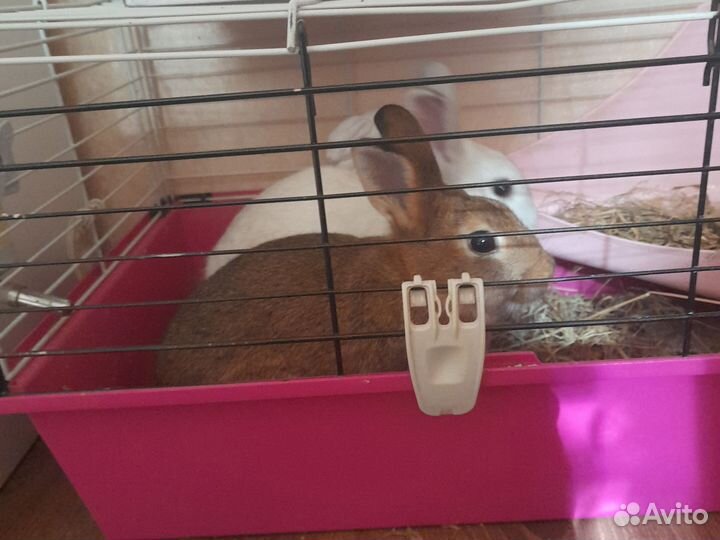 Декоративные кролики в добрые руки