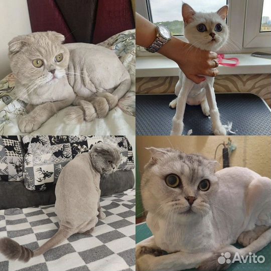 Стрижка кошек и котов. Возможен выезд