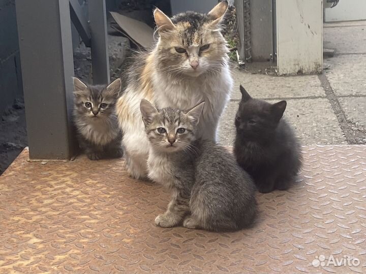 Кошка в дар