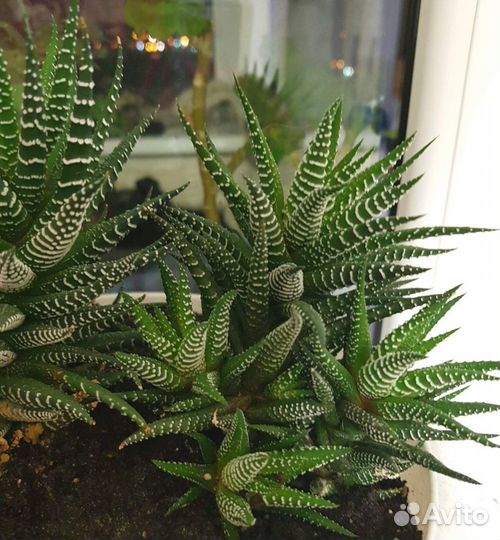 Хавортия Кактус Суккулент Комнатные цветы