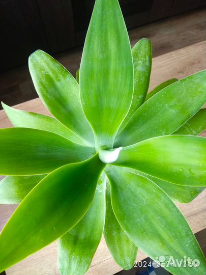 Агава Аттенуата