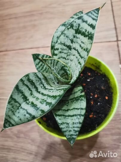 Сансевиерия ханни сильвер крем