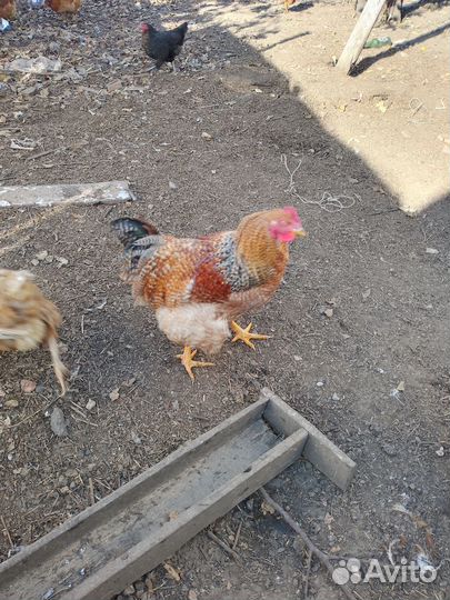 Молодые Петушки, продам или обменяю на несушек