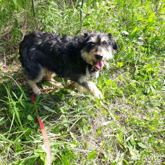 Веселая кудрявая собака в добрые руки