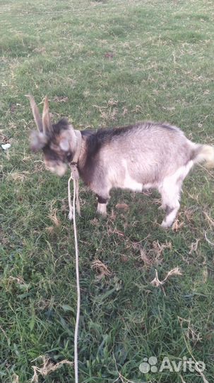 Коза дойная