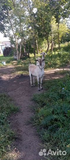 Продам коз