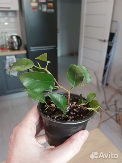 Фикус Твайлайт, Вианди, Циатистипула, Религиоза