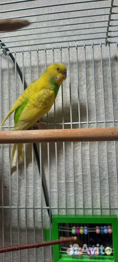 Волнистые попугаи птенцы