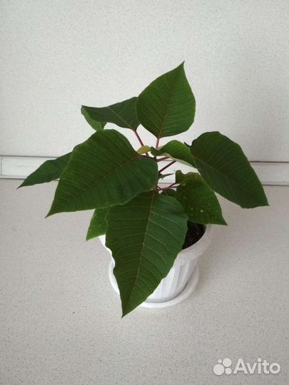 Пуансеттия