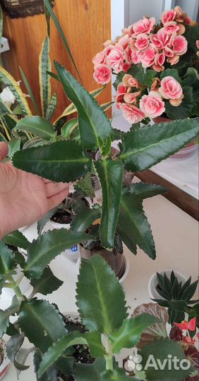 Каланхоэ лечебное