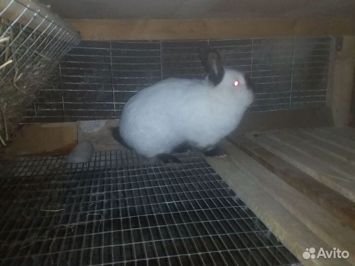 Кролики породы Калифорния