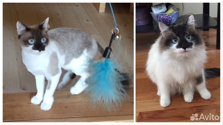 Стрижка Кошек. С уколом и без укола. У вас на Дому