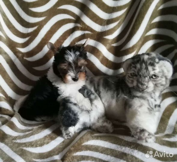 Щенки бивер йорка мини