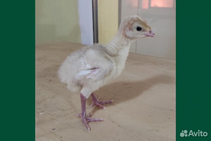 Индюки индюшата