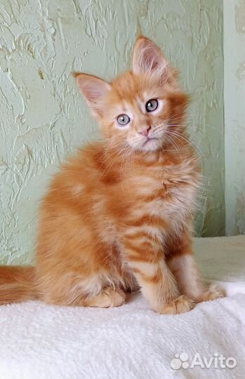 Котёнок мейн кун