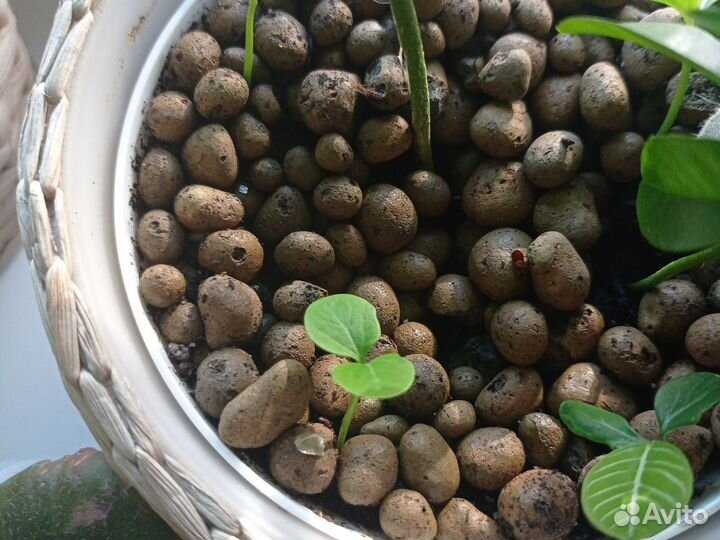 Молочай Гребенчатый (пальма)