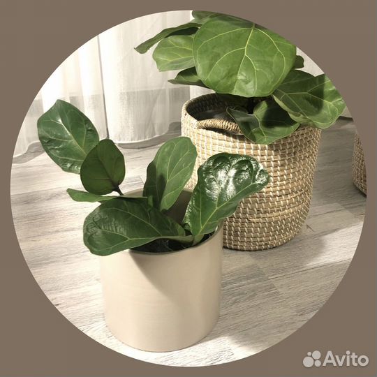 Фикус лирата