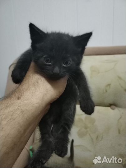 Котята в дар бесплатно