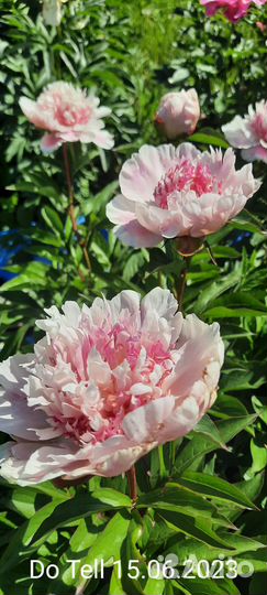 Пионы сортовые рассада саженцы корни Do Tell